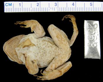 Media type: image; Herpetology A-2553